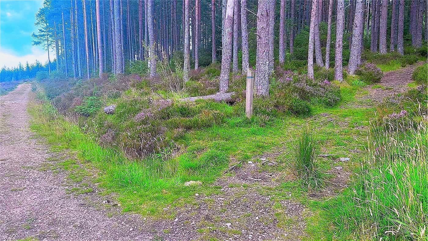 A waymarker post at the edge of the pines