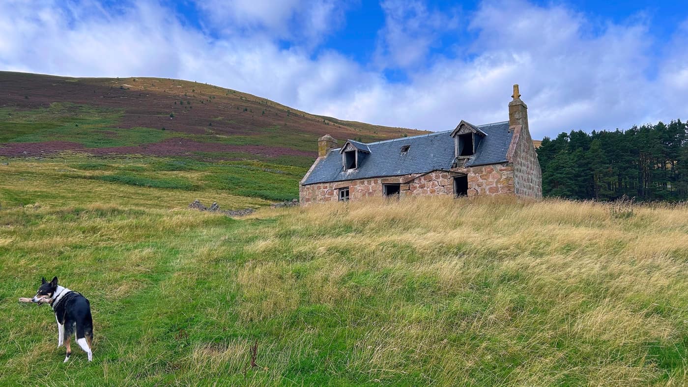 The derelict house in the grass with Chase in the foreground