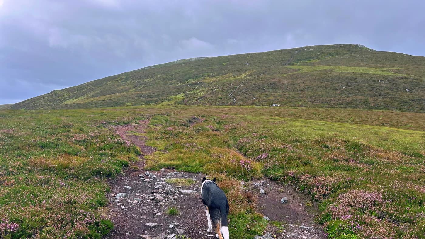 The ground levelling off with the next climb behind it and Chase on the path