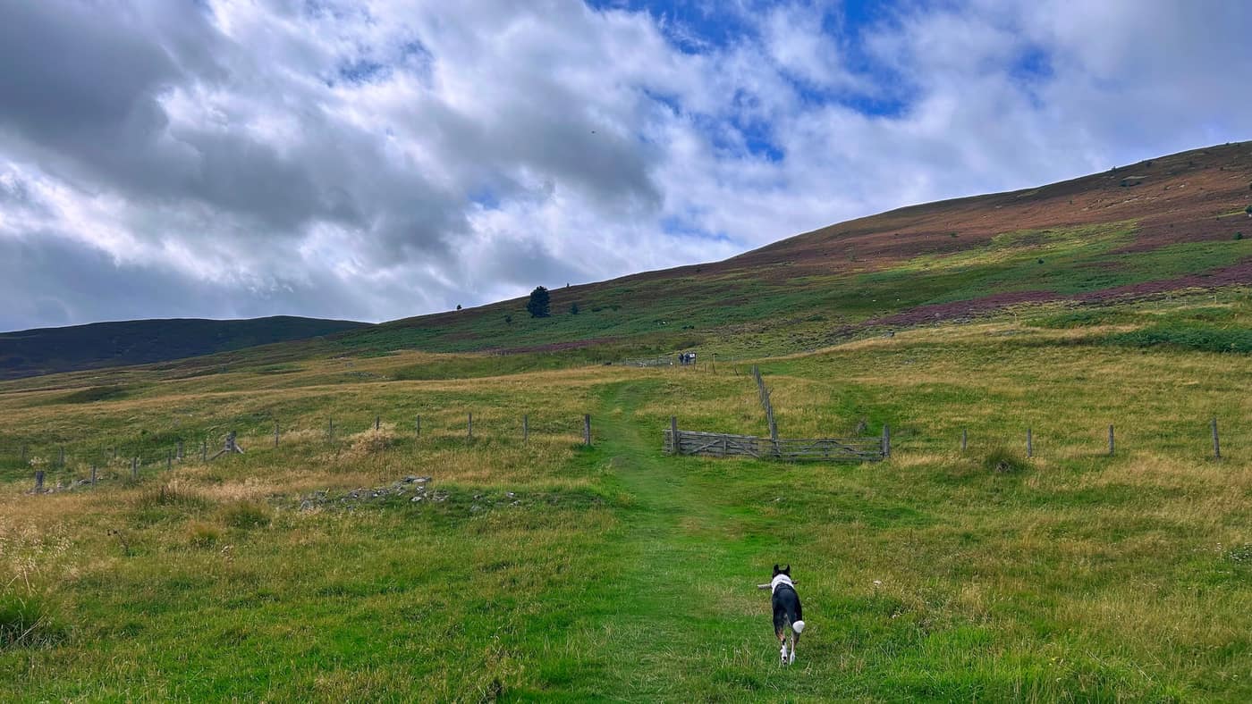 The grass path running up to the gate with Chase heading along it