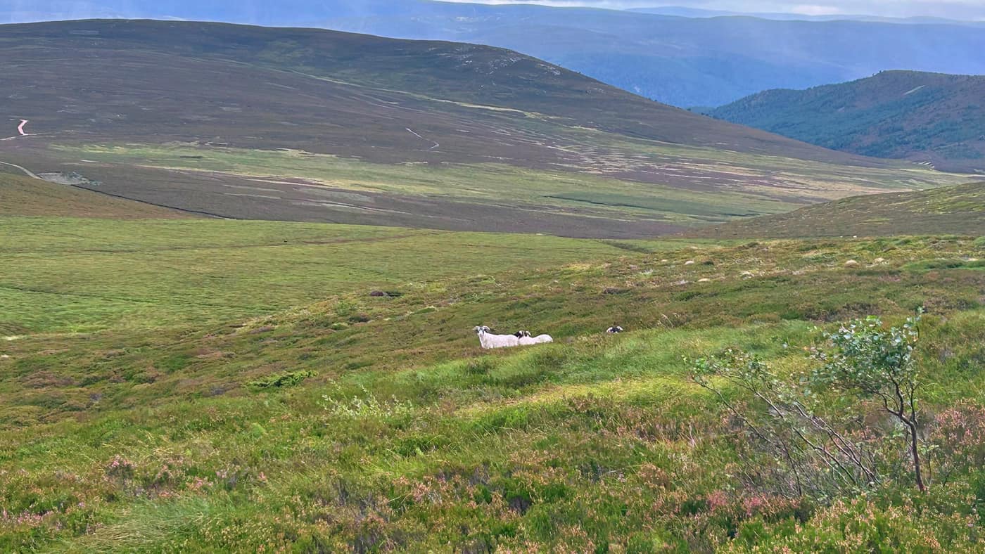 Two rams lying out on the hillside with the glen behind them