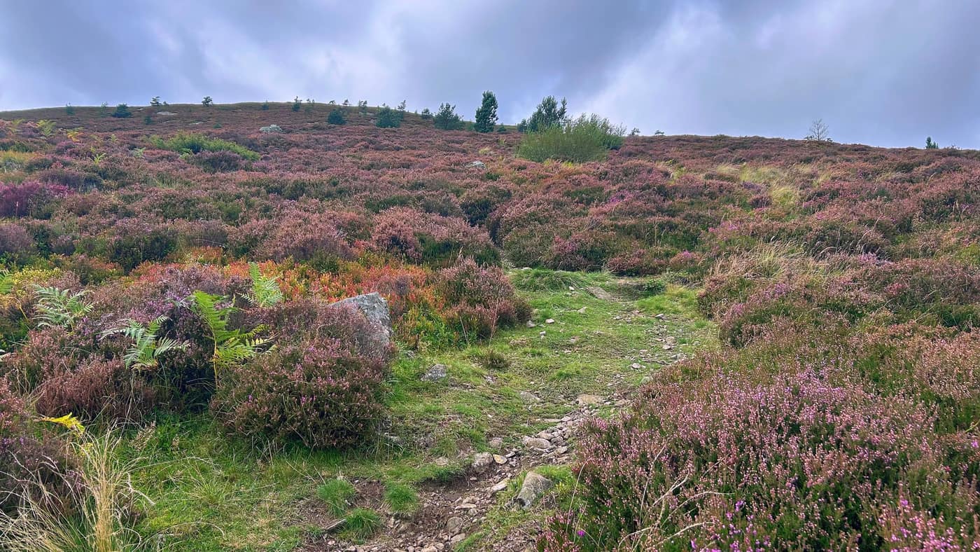 The path running straight up through the heather, another rise on the skyline