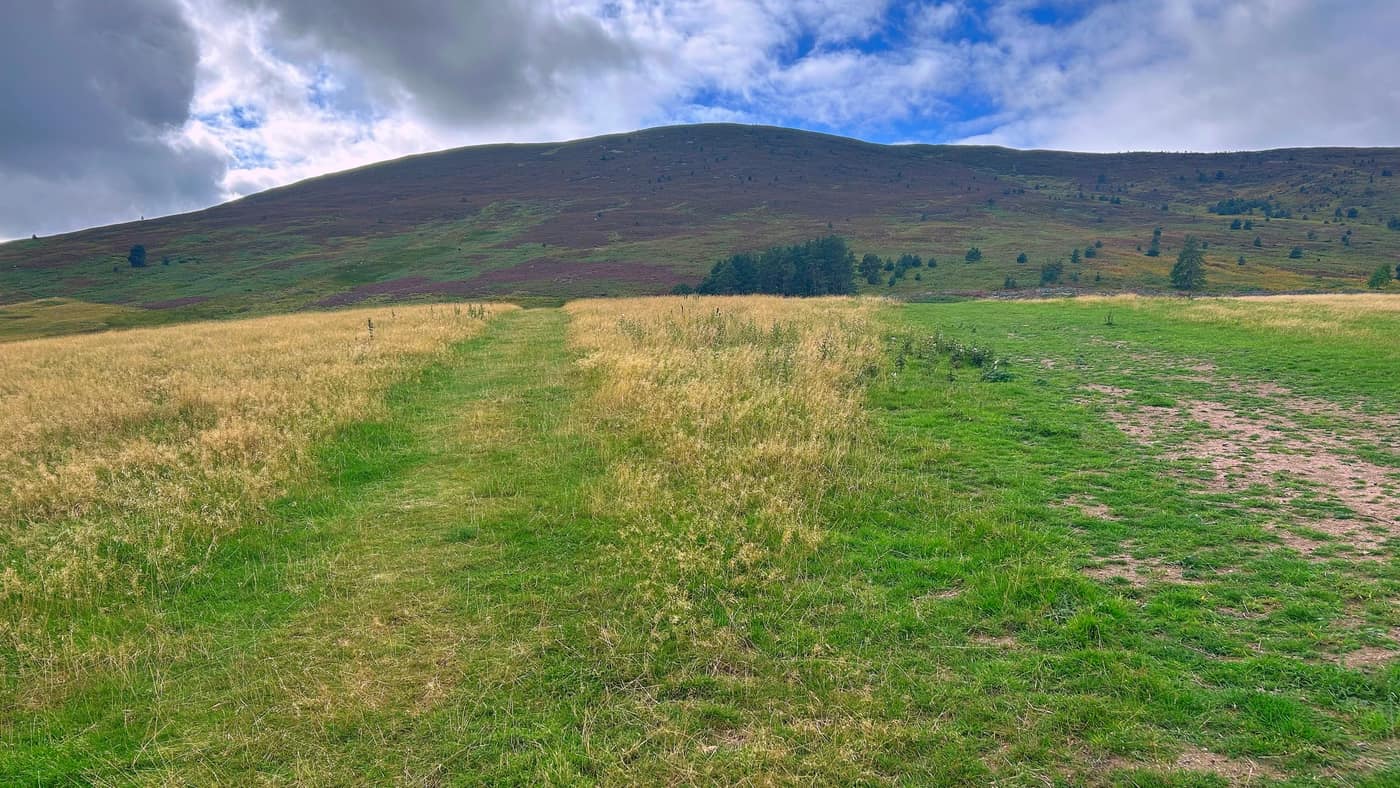 Two mown paths branching apart through the rough grass