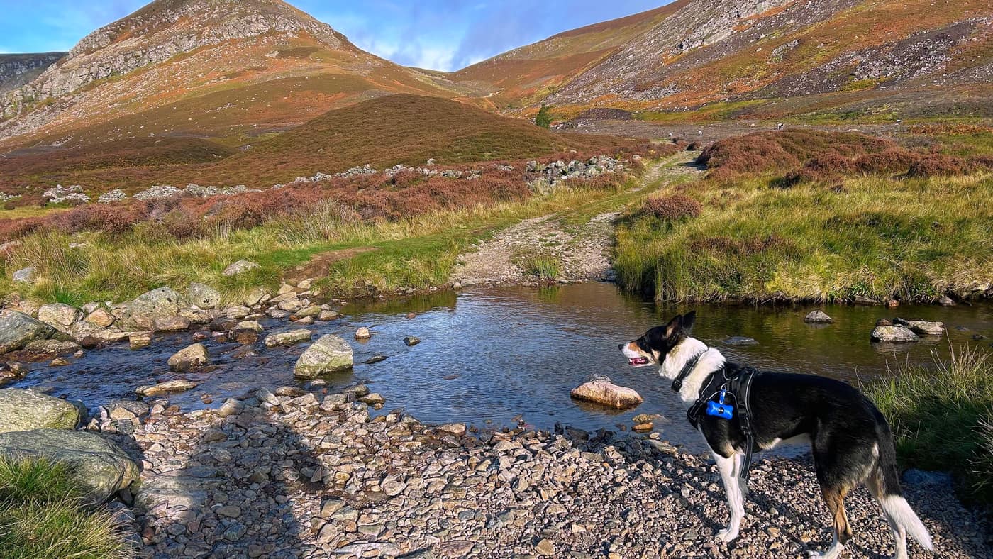 Chase at the stepping stones over the burn, the path climbing beyond