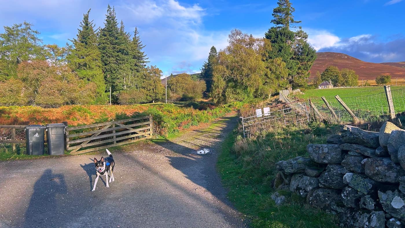 Chase on the track ahead, marking the straight-on route past the wooden gate and the bins