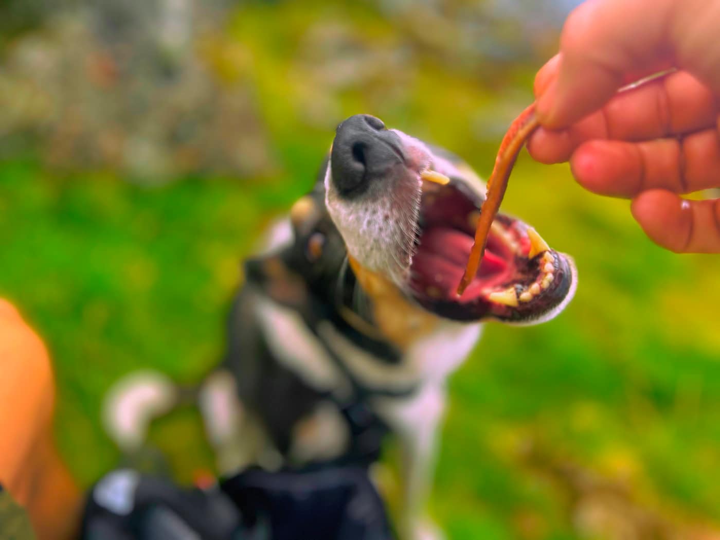 Chase getting the treat, no messing about now