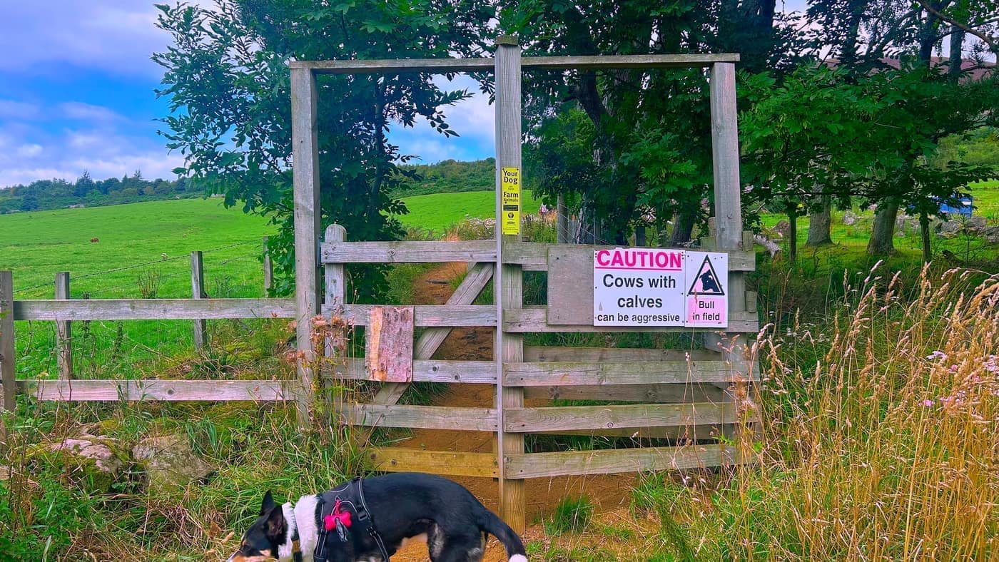 The first gate, with the caution sign about cows and a bull in the
field
