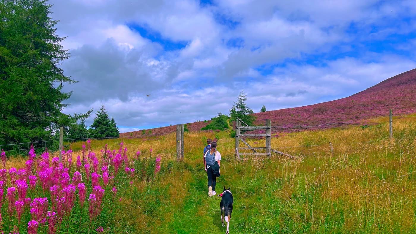 The kids and Chase heading for the gate, fireweed along the left of the path