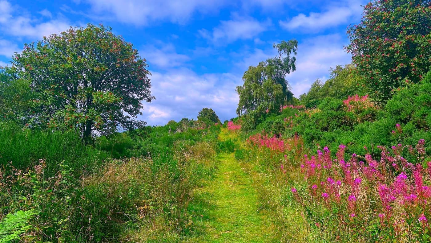 The grassy path with rowans and fireweed either side