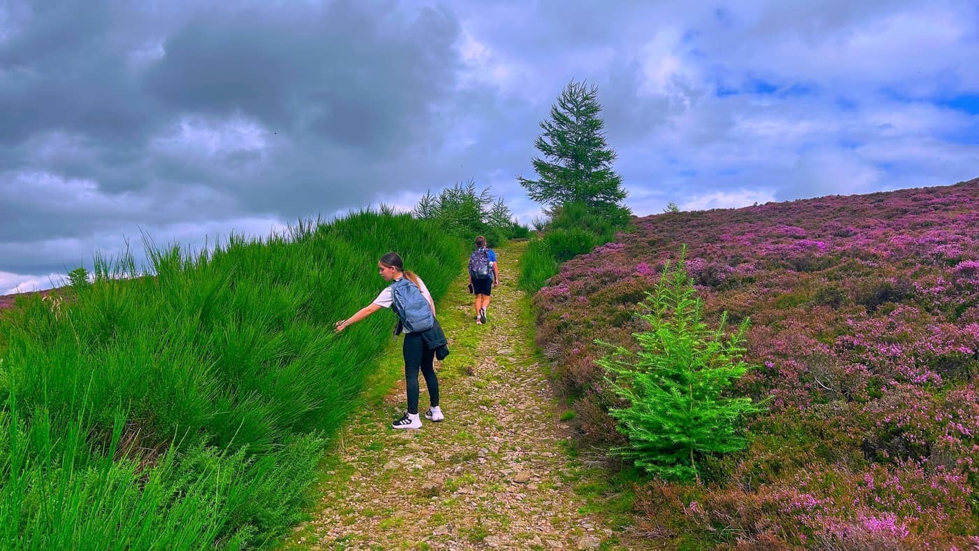 The gravel path climbing between the heather and the young trees