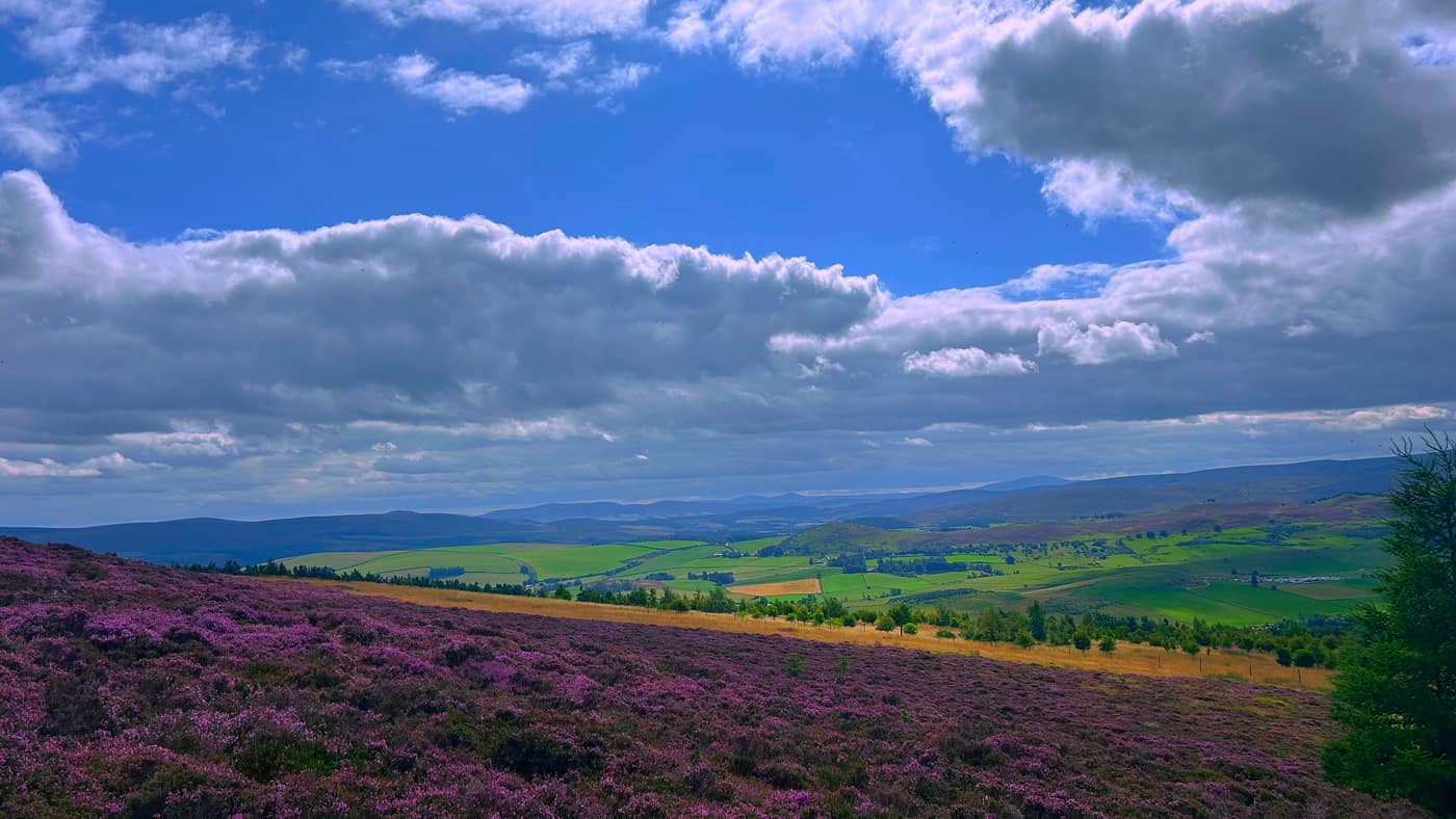 The heather slope dropping away to green farmland