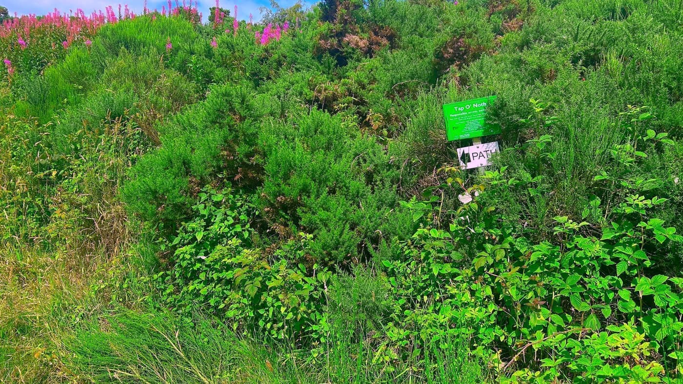 The green Tap o' Noth sign and a path arrow, half buried in the gorse
