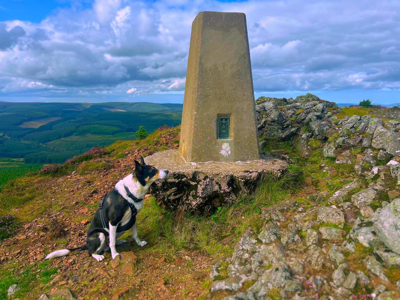 Chase sat at the foot of the trig point, eyes fixed on where the treat went