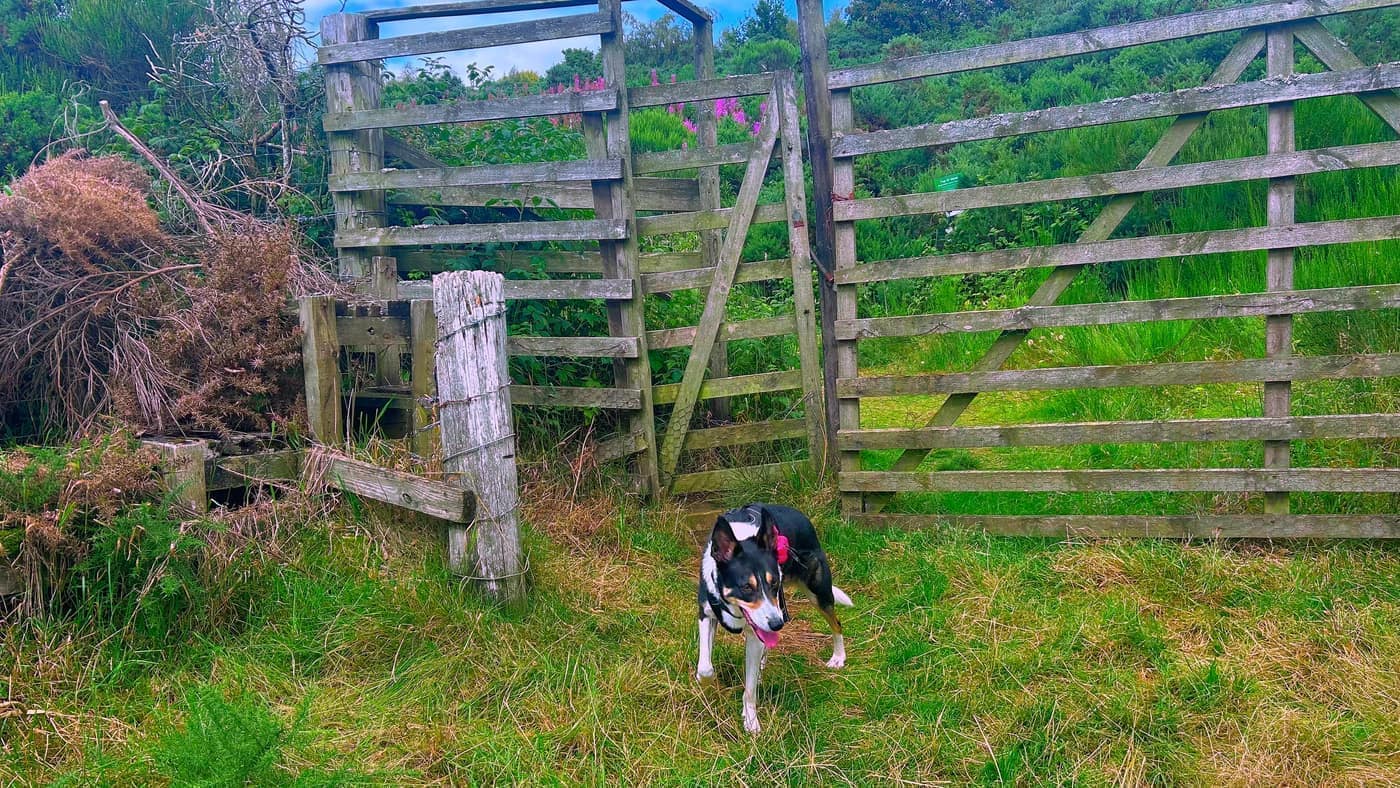 Chase at the third gate, where the grassy pathway starts