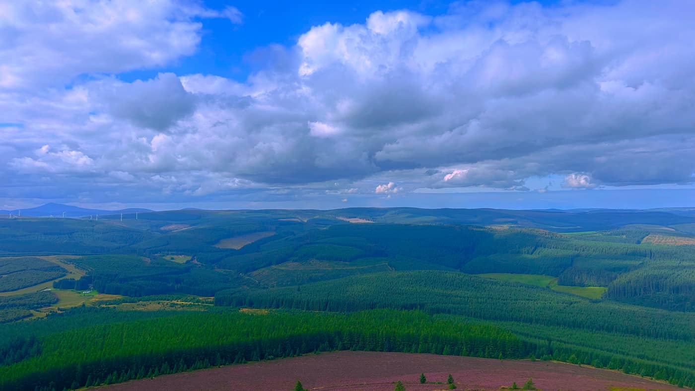 Forestry running to the horizon with turbines along the skyline