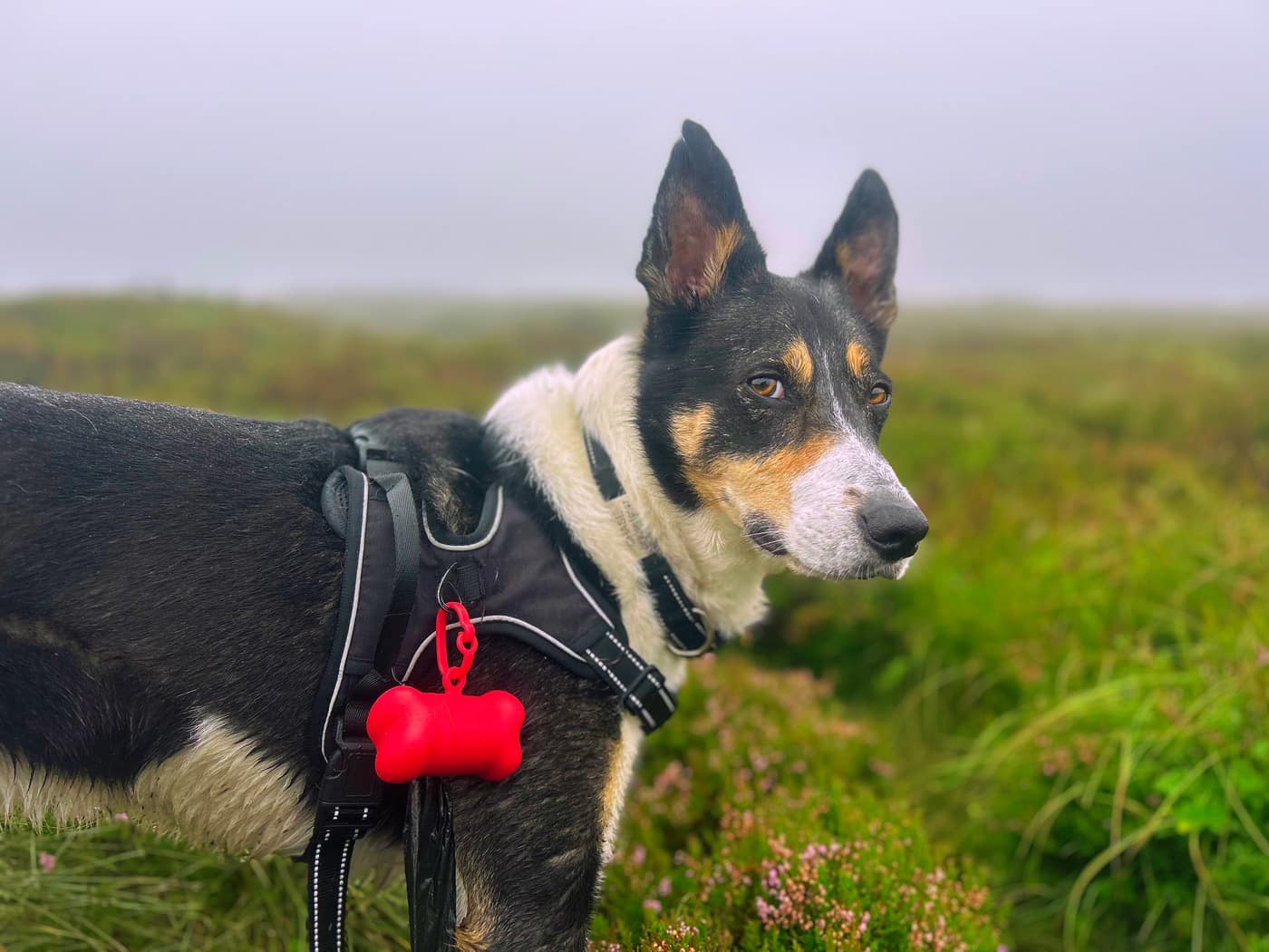 Chase in the marsh, soaked to the belly and staring off into the
mist