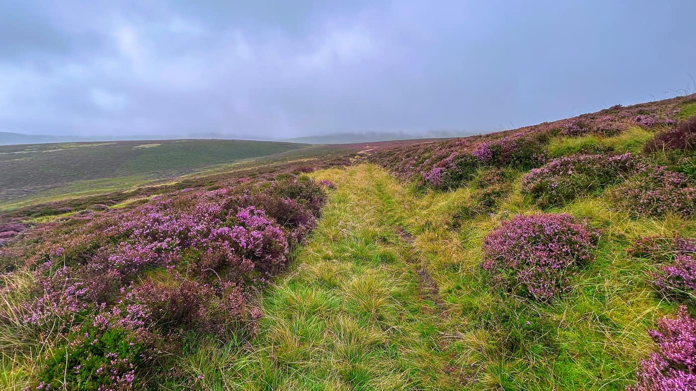 Purple heather either side of the path with the mist sitting on the hills behind