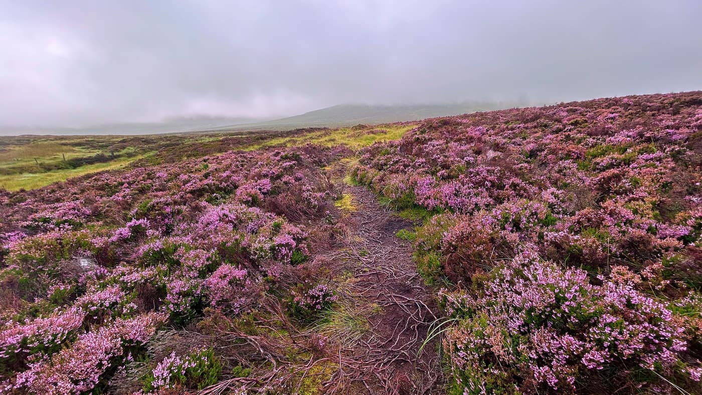 The path climbing through deep heather with the shoulder of the hill under cloud ahead